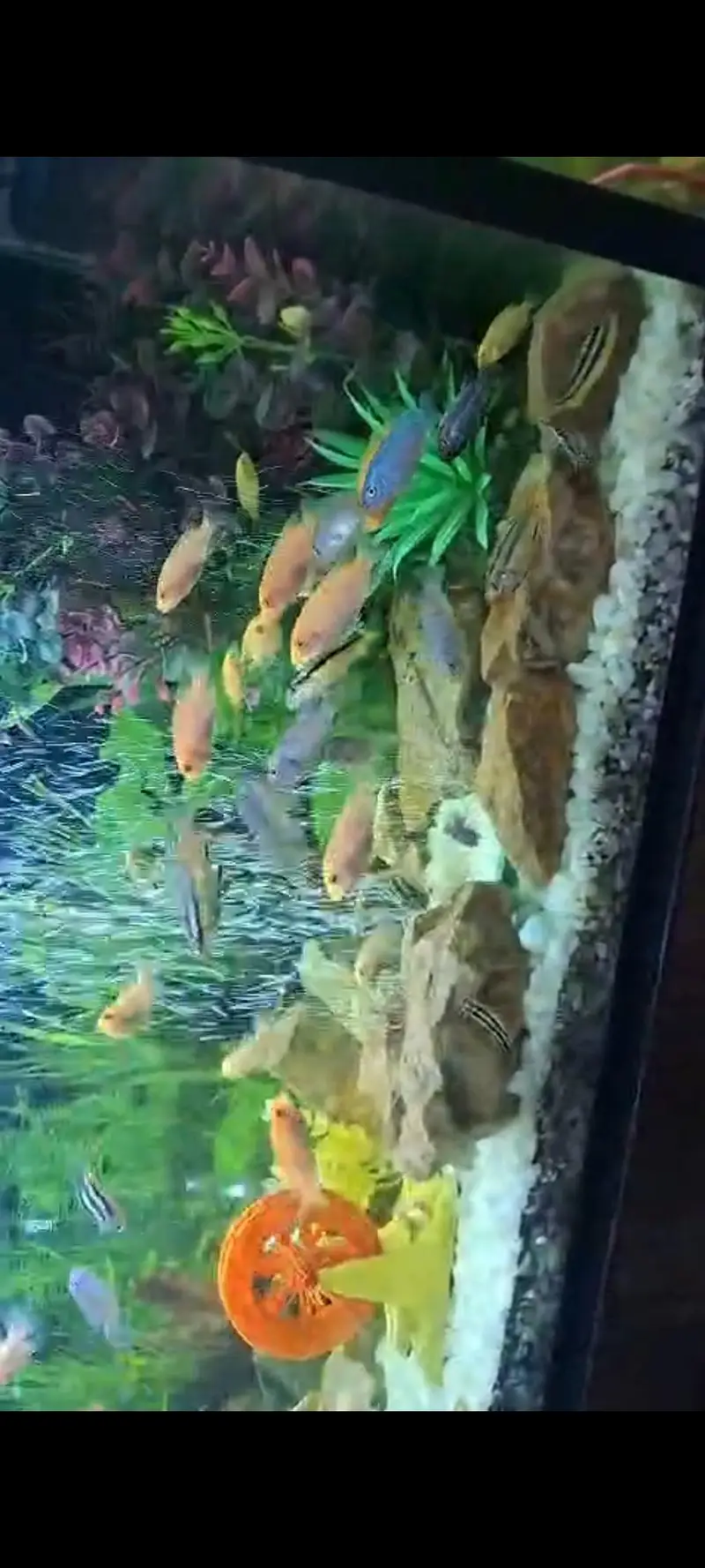 babies and Oscar fish. available — photo 2