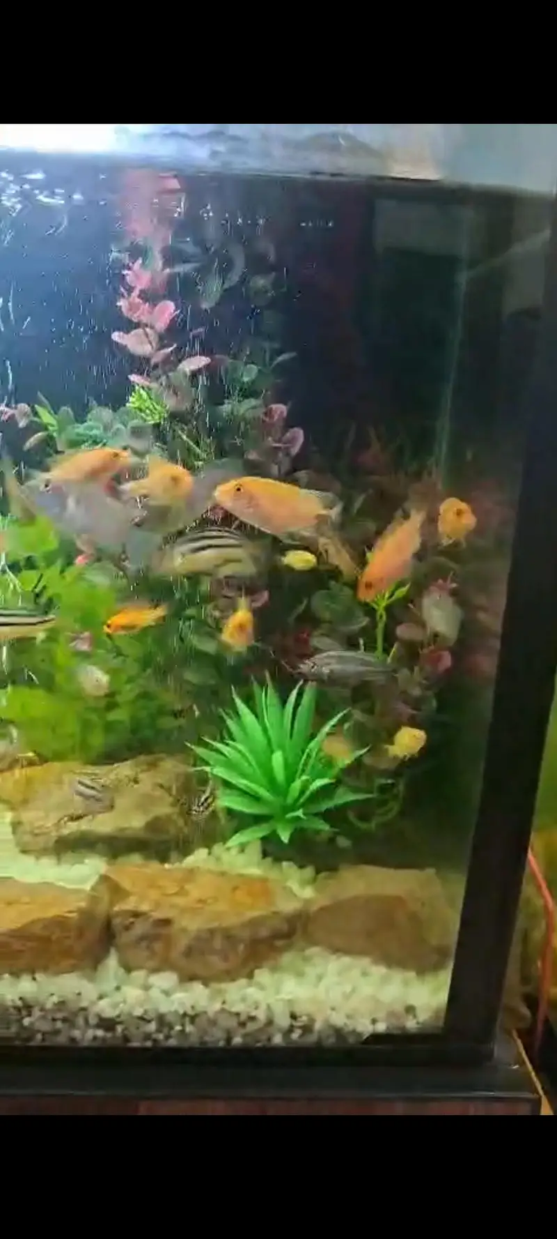 babies and Oscar fish. available — photo 3
