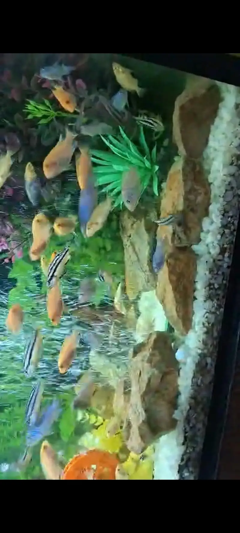 babies and Oscar fish. available — photo 4