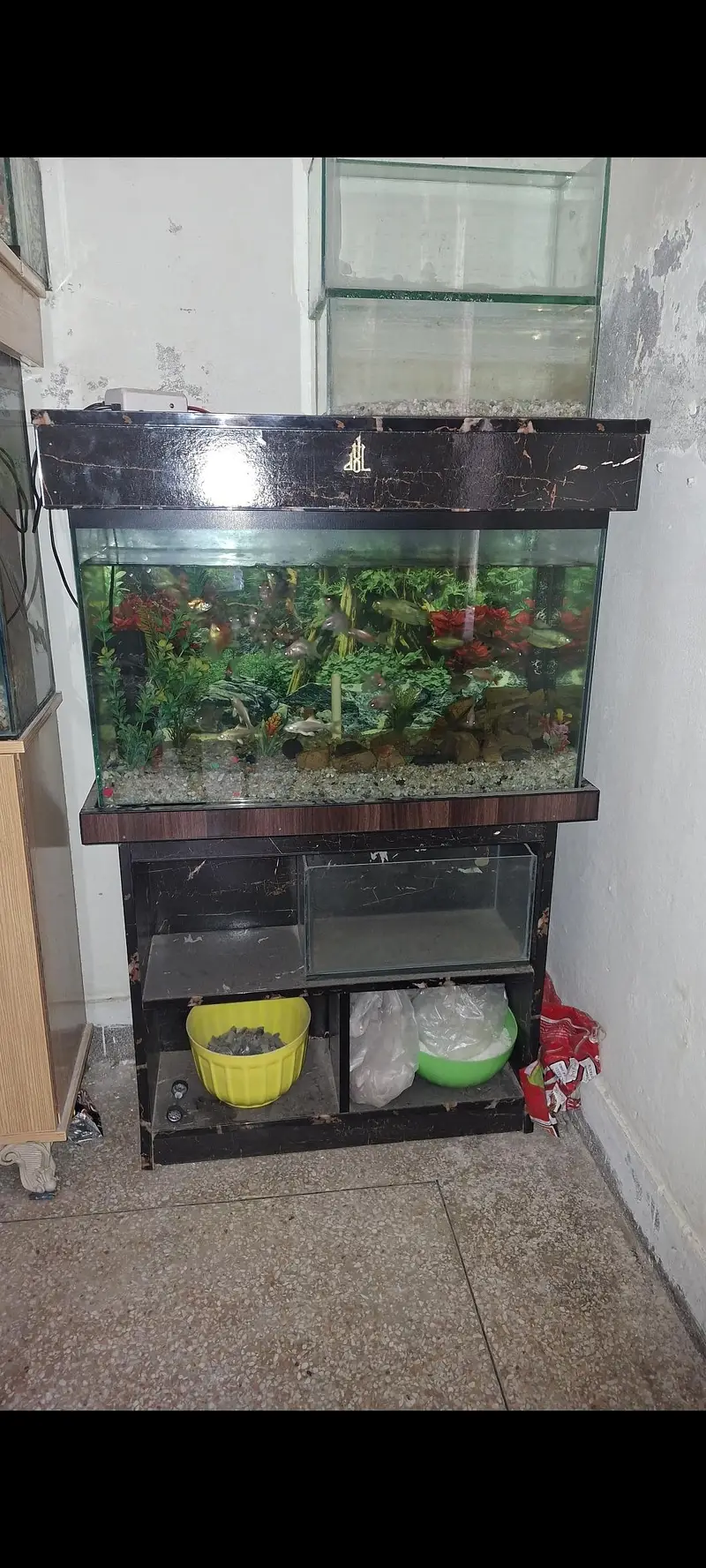 babies and Oscar fish. available — photo 5