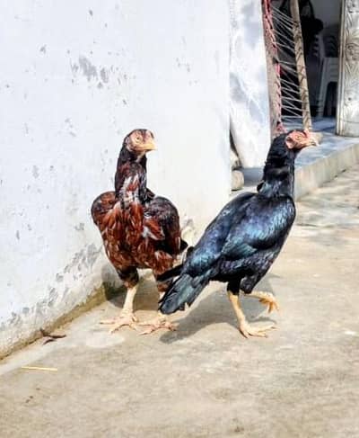 mushkil lasani and pure mianwali madii for sale