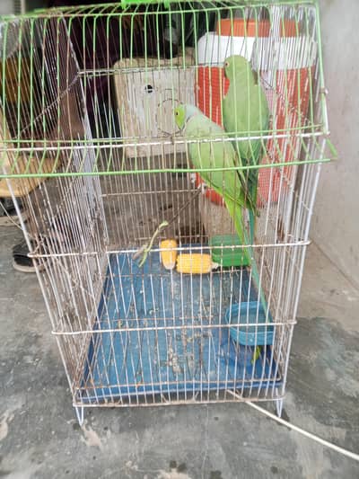 green birds