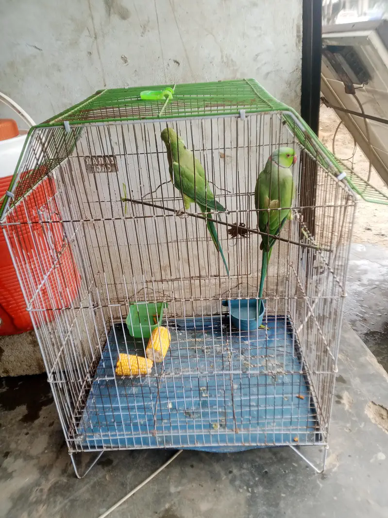 green birds — photo 2
