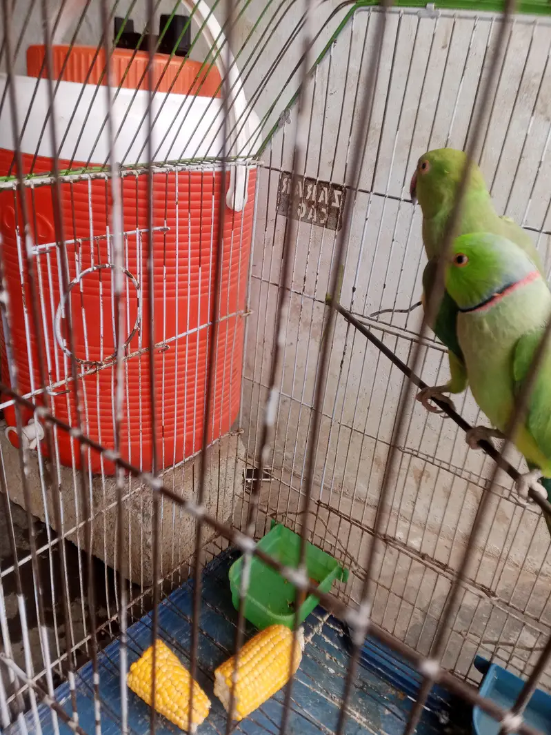 green birds — photo 3