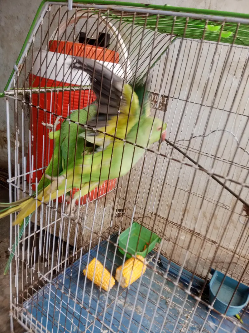 green birds — photo 4