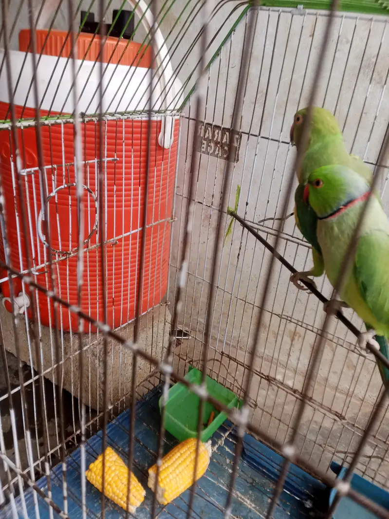 green birds — photo 5