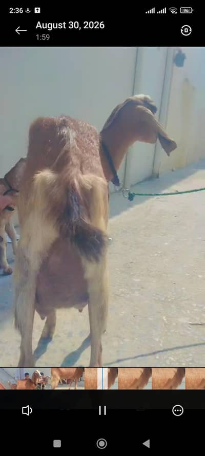 taza soai bakri