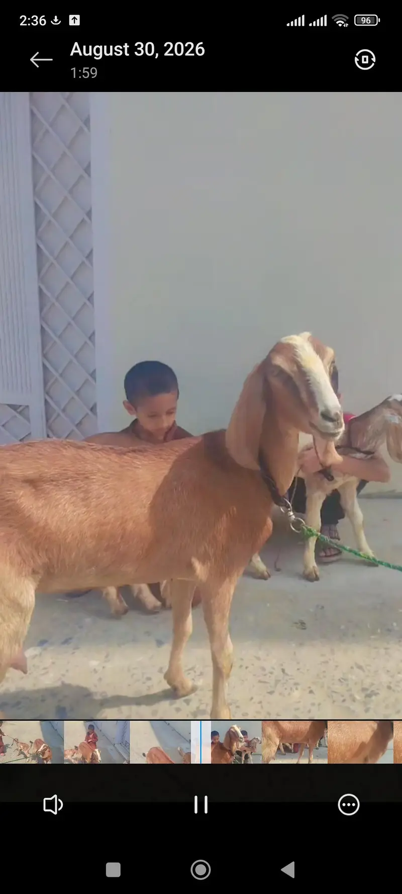 taza soai bakri — photo 3
