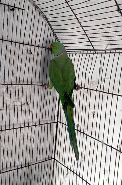 Breeder Male