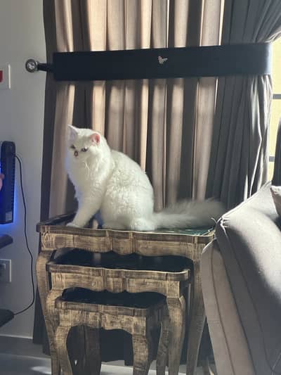Beautiful blue eyed Persian version available