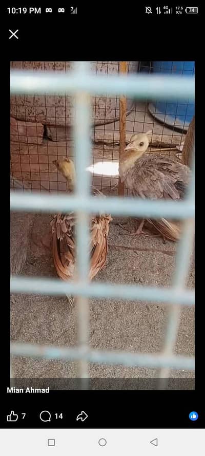 peacock chicks for sale age maximum 2months black