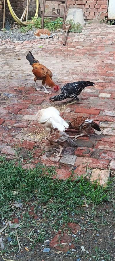 Aseel hens for sale