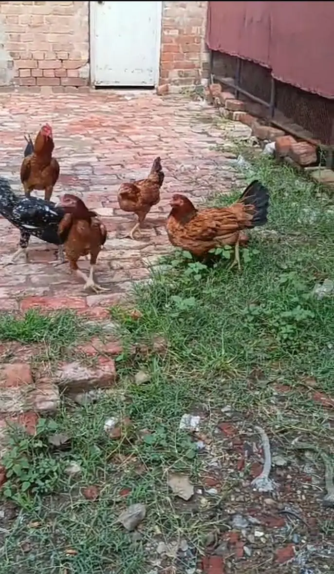 Aseel hens for sale — photo 2
