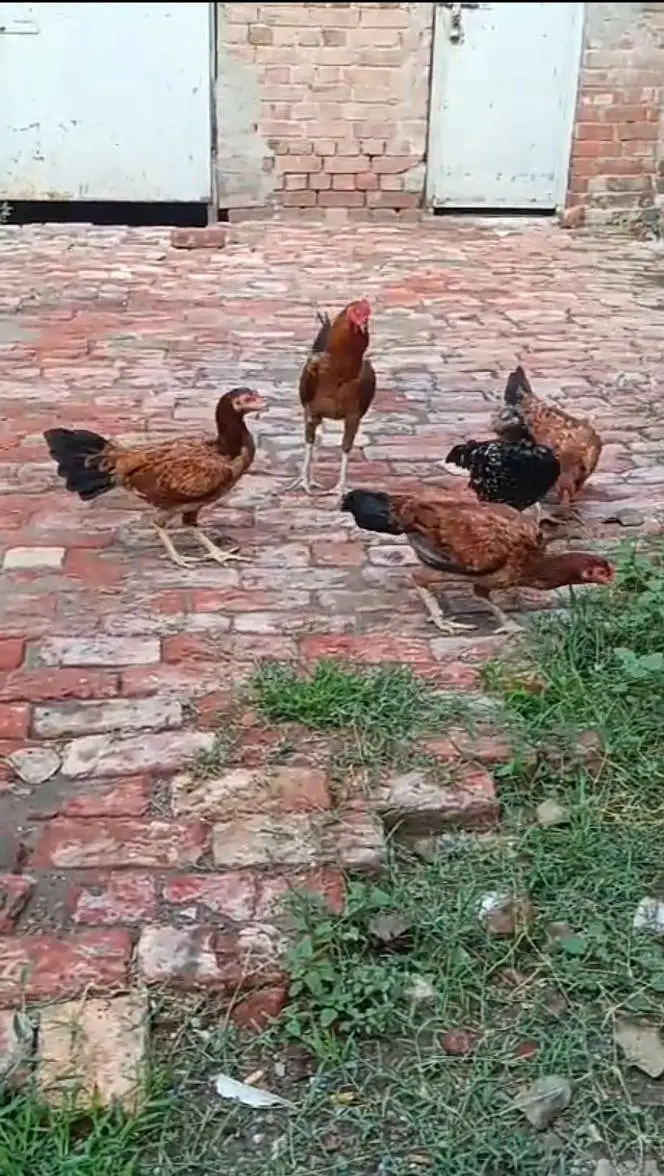 Aseel hens for sale — photo 3