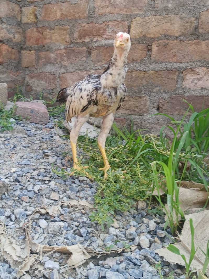 Aseel chicks 0
