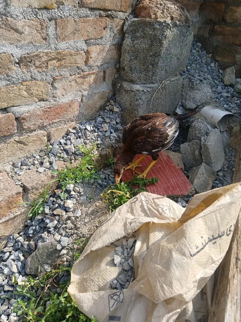 Aseel chicks — photo 3
