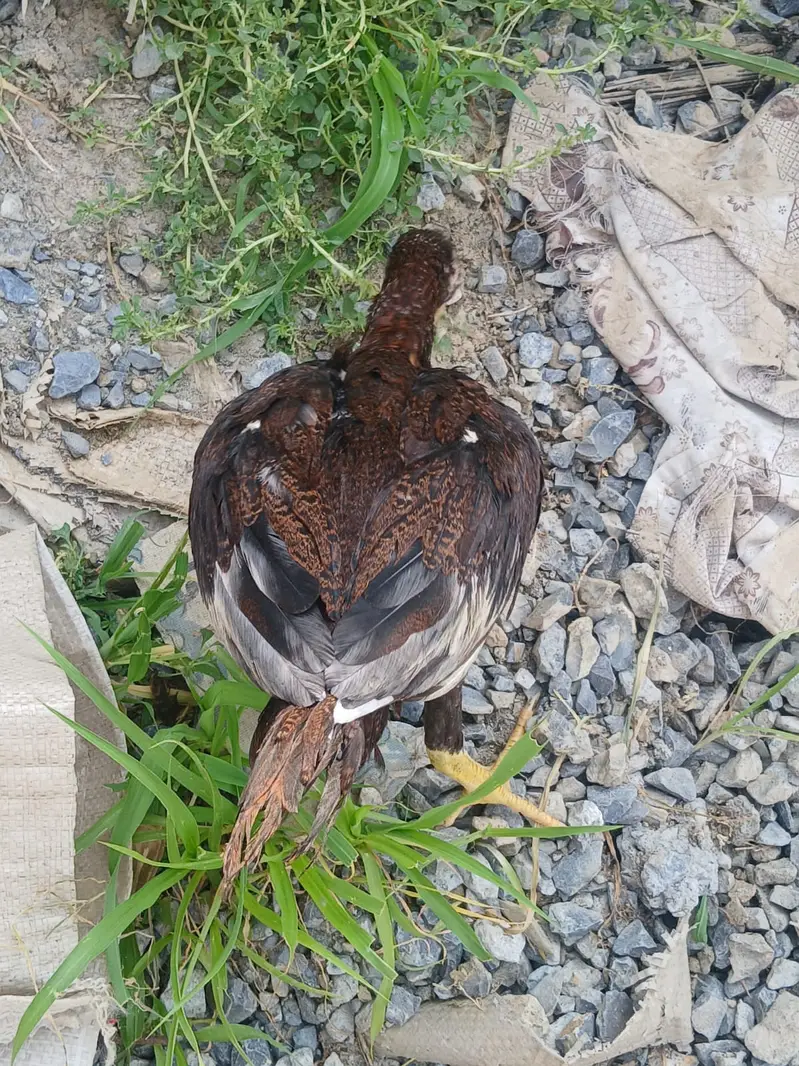 Aseel chicks — photo 4