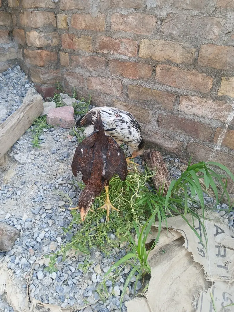 Aseel chicks — photo 5
