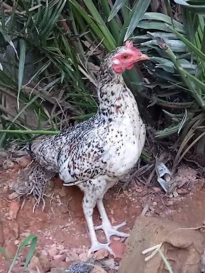 beautiful hen pair for sale egg learning hai