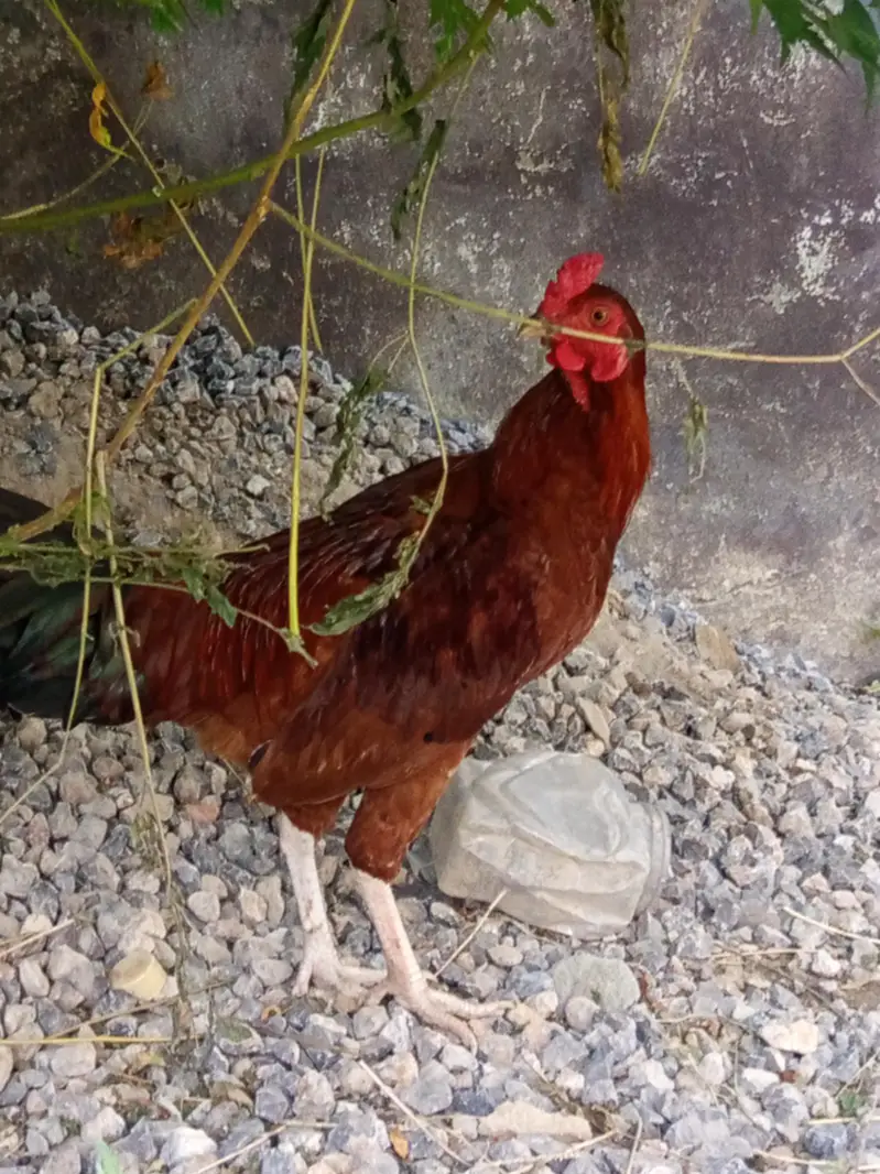 beautiful hen pair for sale egg learning hai — photo 2