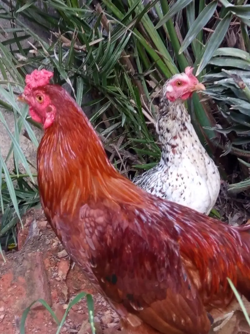 beautiful hen pair for sale egg learning hai — photo 3