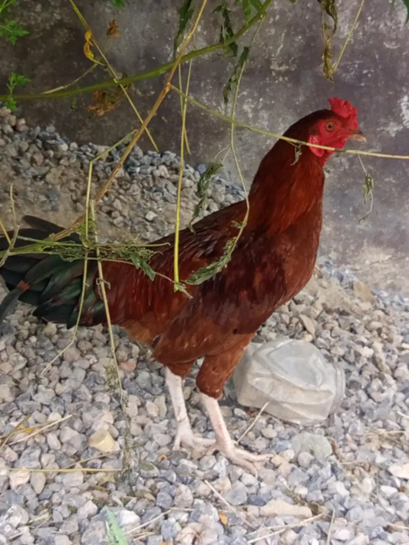 beautiful hen pair for sale egg learning hai — photo 4