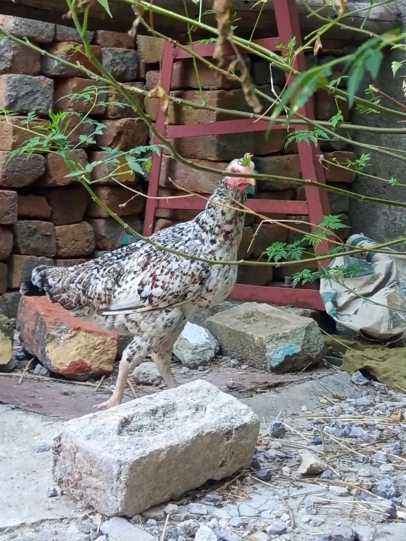 beautiful hen pair for sale egg learning hai — photo 5