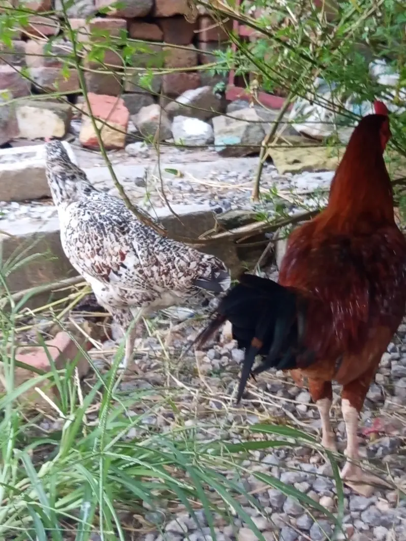 beautiful hen pair for sale egg learning hai — photo 6