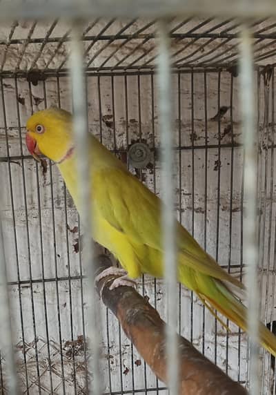 CT CH  beautiful parrot 3 finger missed