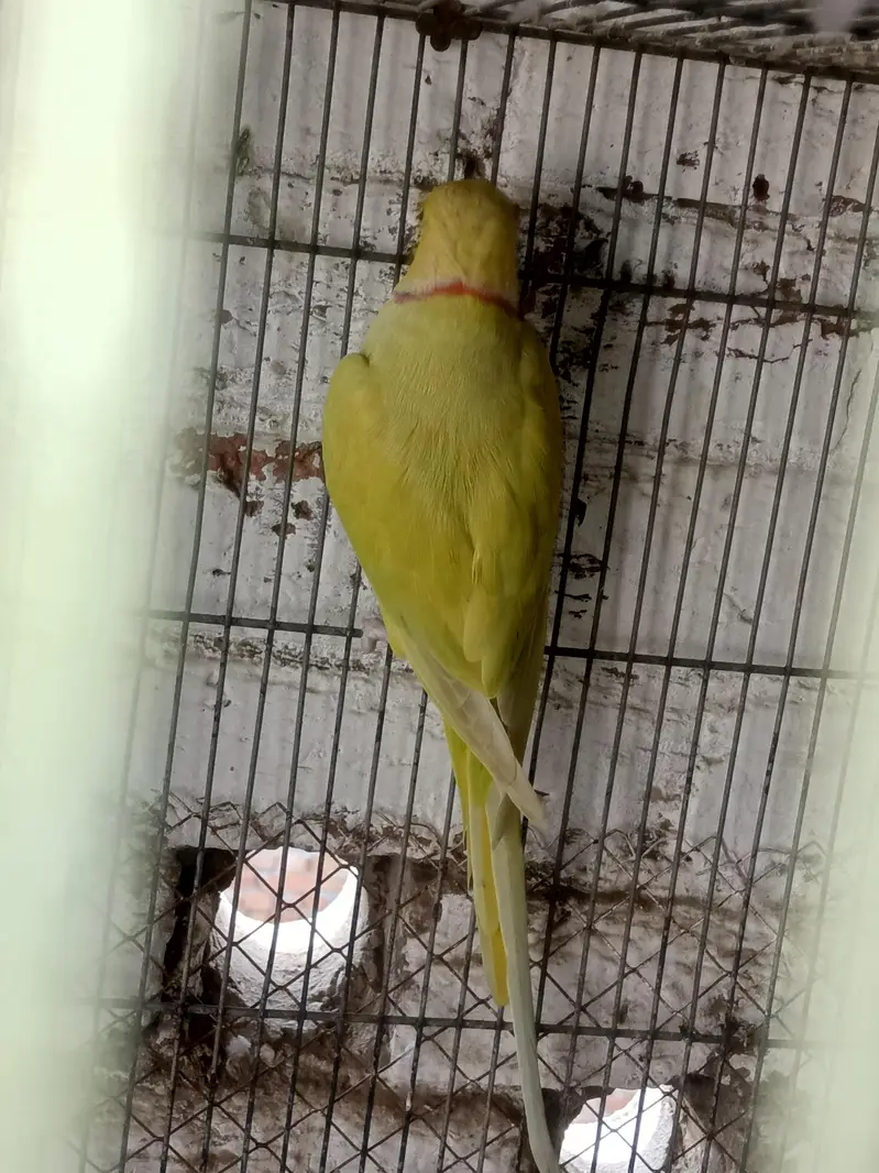 CT CH  beautiful parrot 3 finger missed — photo 2