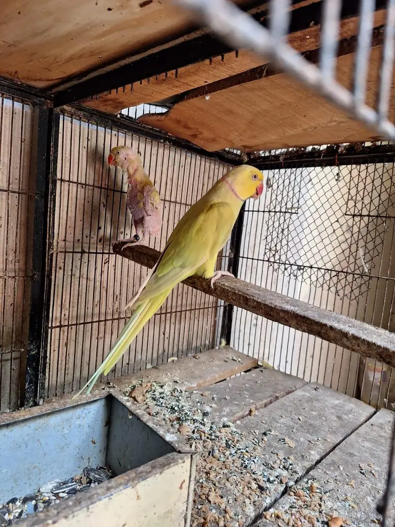 CT CH  beautiful parrot 3 finger missed — photo 3