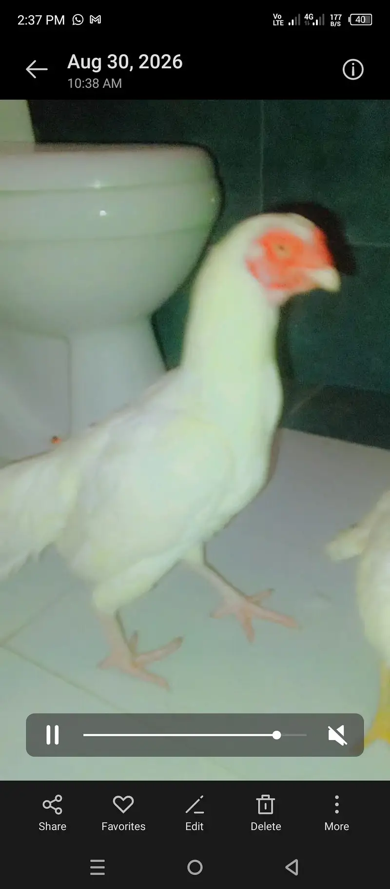 paper white Hera pair 2 female 1 male — photo 4