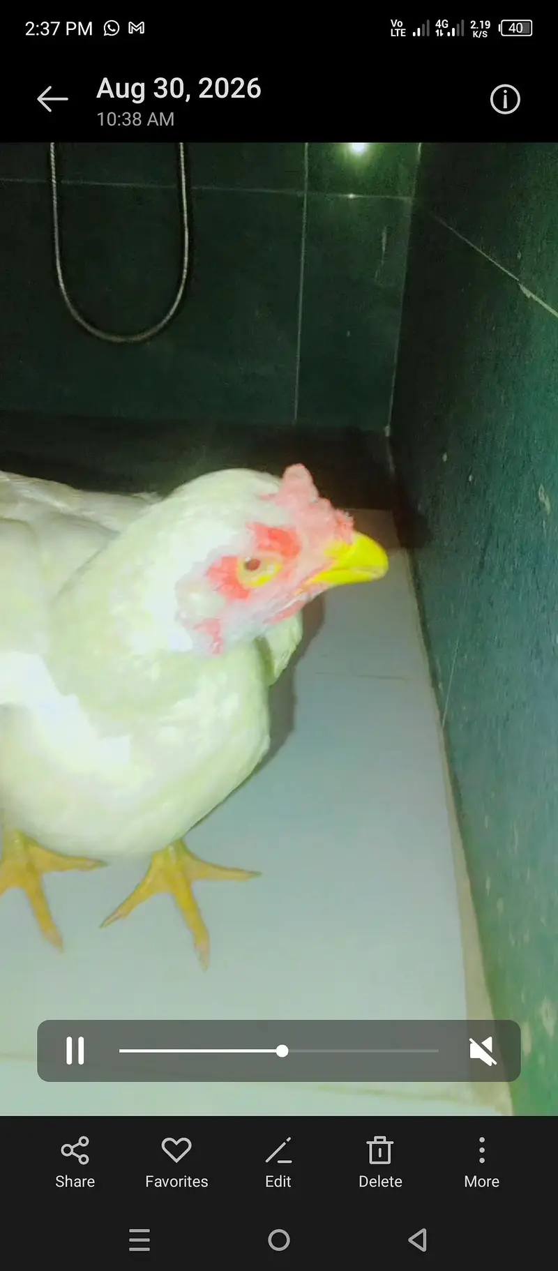 paper white Hera pair 2 female 1 male — photo 5