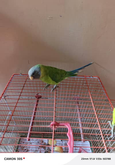 palmhead parrot