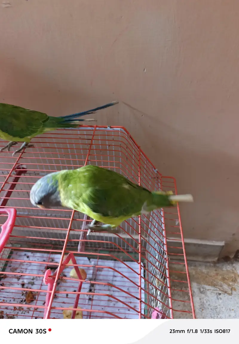 palmhead parrot — photo 2