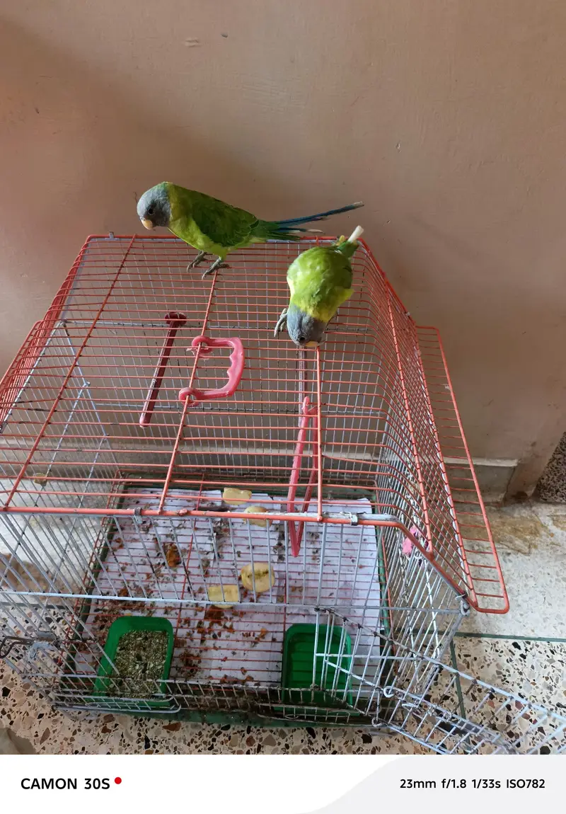 palmhead parrot — photo 3