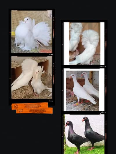 Fancy Pigeons / Danish kabutar / American pigeon / naqab posh / pom