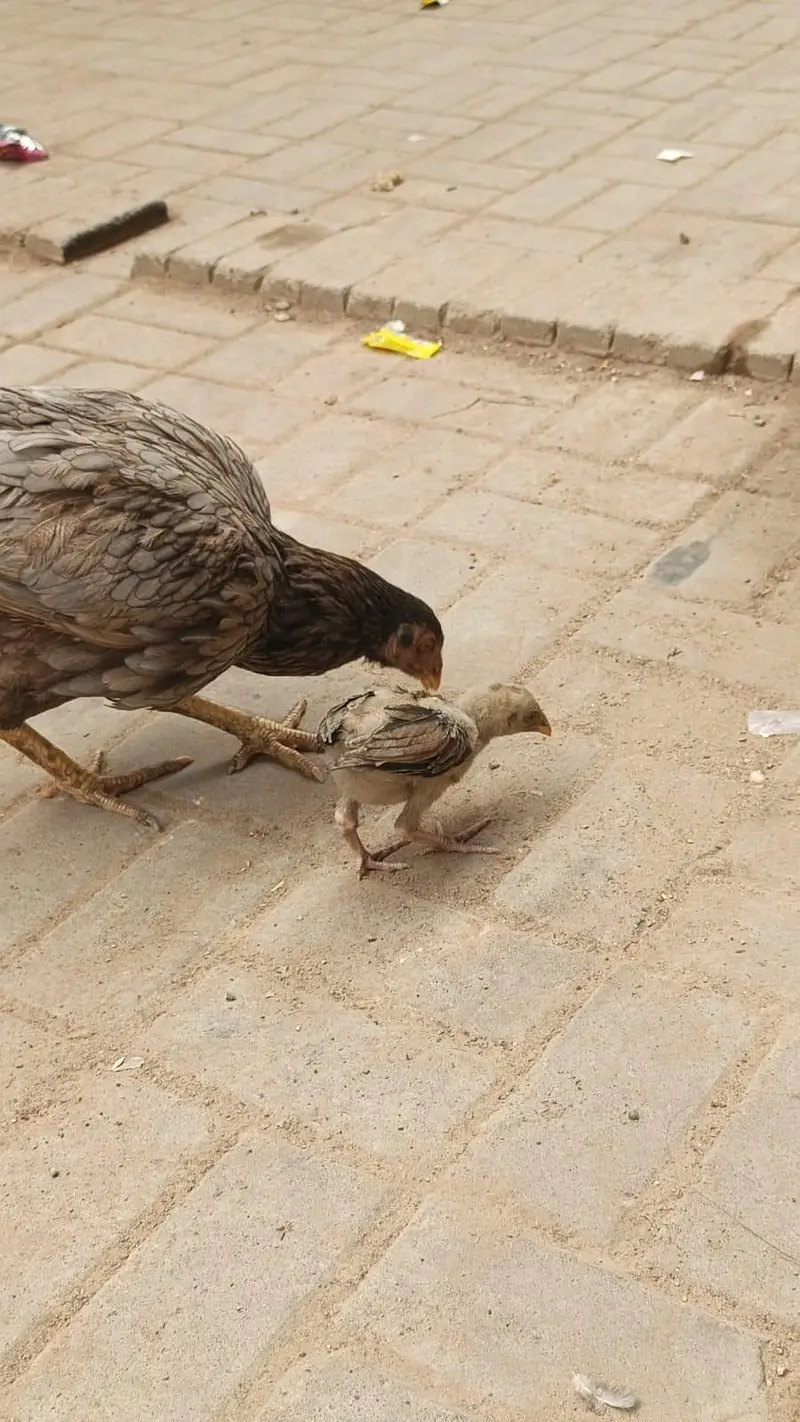 Aseel murgi ha with 4 kids — photo 3