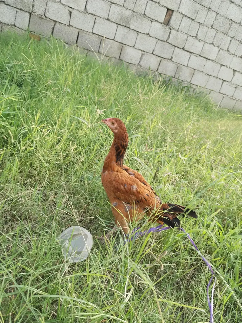 Aseel pathi/ Aseel madi /Aseel murgi /Aseel murgi for sale — photo 2