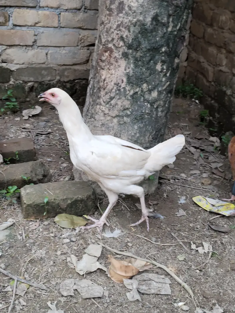 Aseel pathi/ Aseel madi /Aseel murgi /Aseel murgi for sale — photo 3