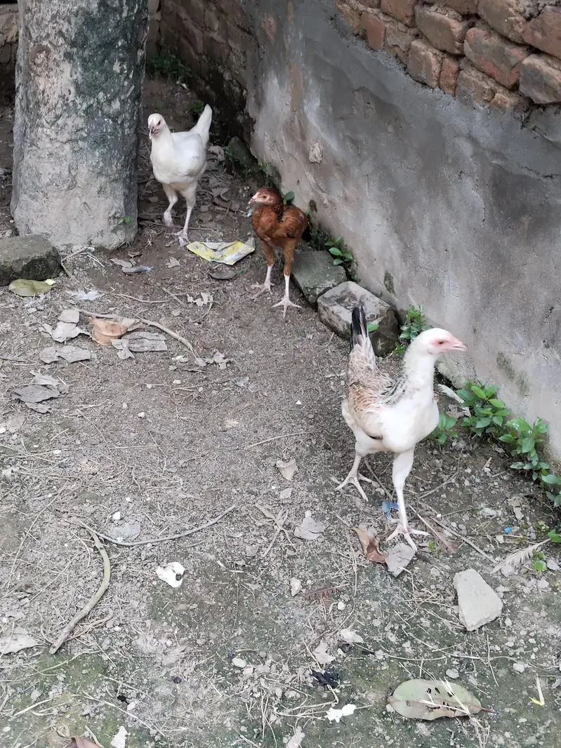Aseel pathi/ Aseel madi /Aseel murgi /Aseel murgi for sale — photo 4