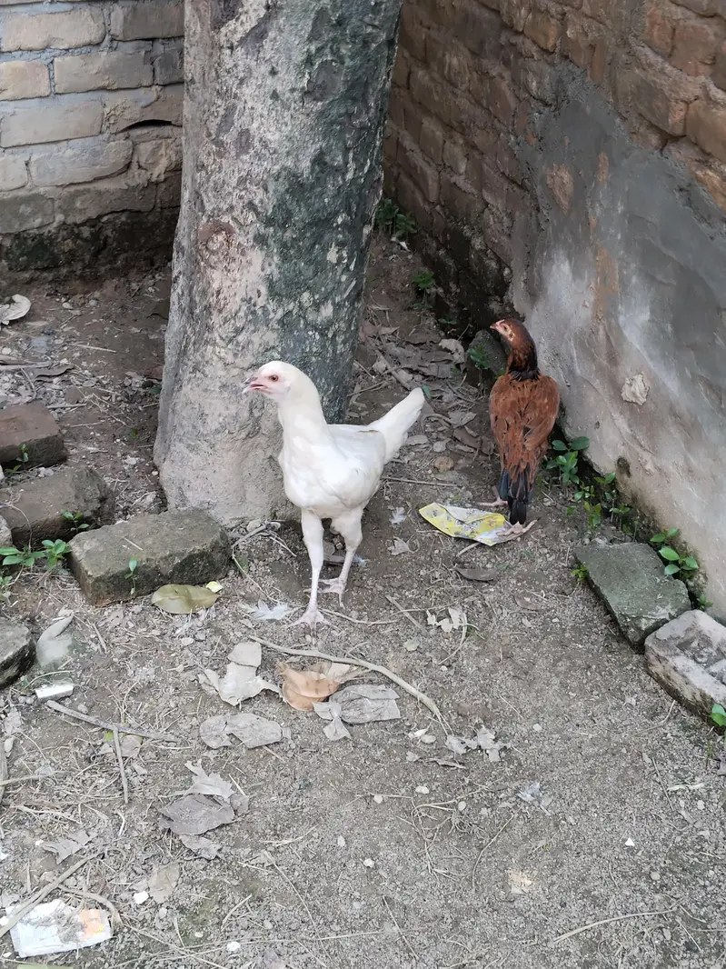 Aseel pathi/ Aseel madi /Aseel murgi /Aseel murgi for sale — photo 5