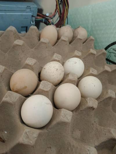 Mushka cheena, Heera cheena eggs available for sell