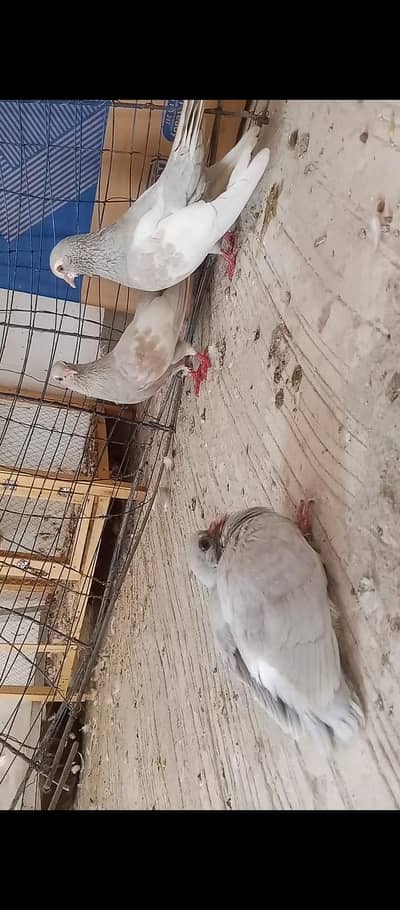Kasni khal guldar breeder pair with chick