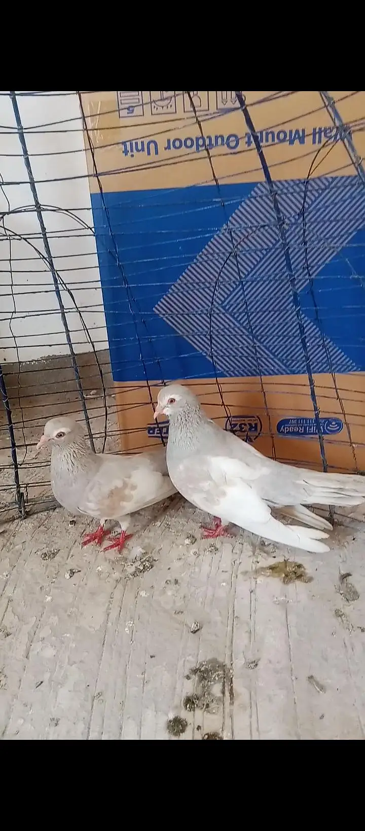 Kasni khal guldar breeder pair with chick — photo 3