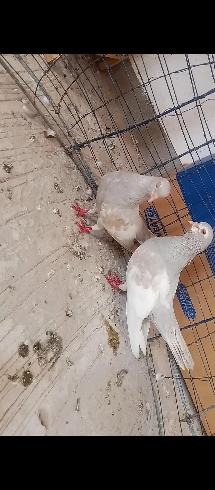 Kasni khal guldar breeder pair with chick — photo 4