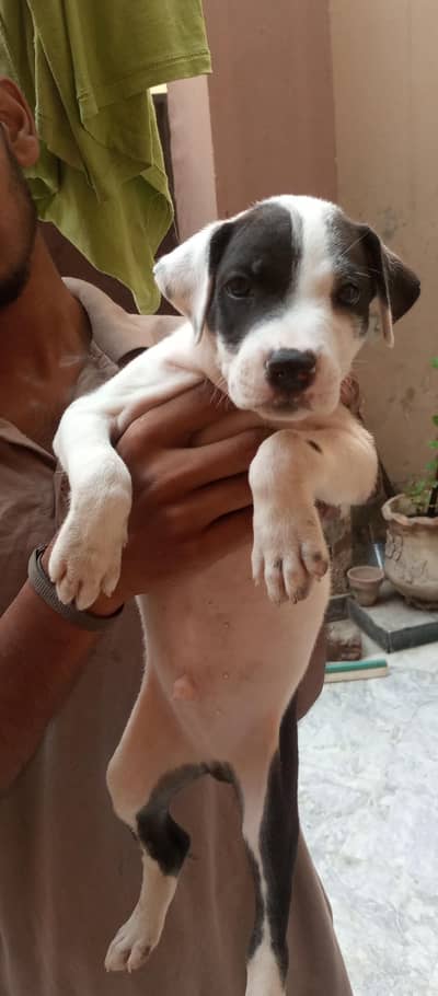 pitbulll puppy for urgent sale