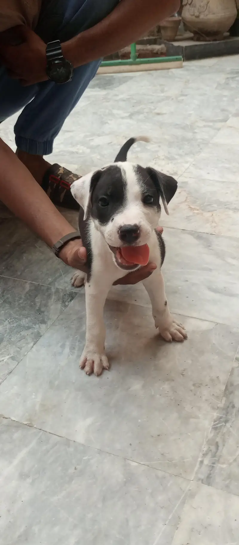 pitbulll puppy for urgent sale — photo 3