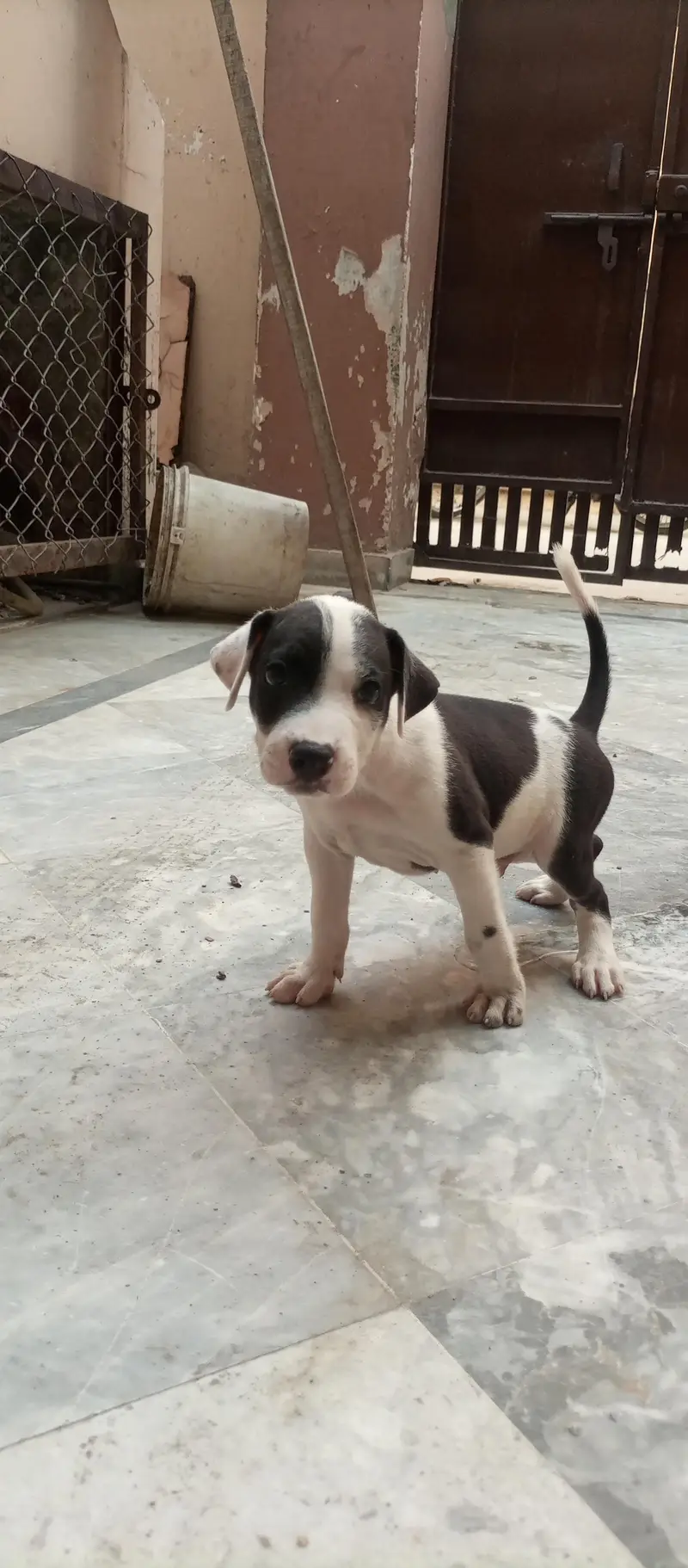 pitbulll puppy for urgent sale — photo 4