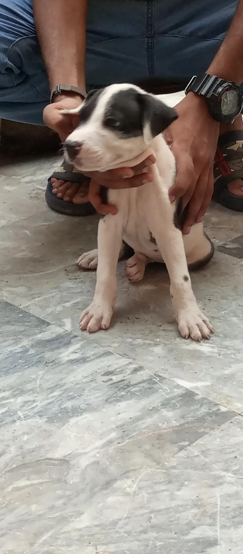 pitbulll puppy for urgent sale — photo 5